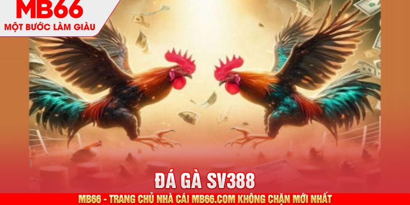 Kinh nghiệm đá gà SV388 - Cập nhật thành tích chiến kê