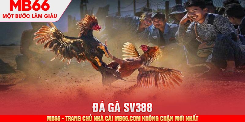 Sân chơi đá gà SV388 cung cấp nhiều loại hình cá cược